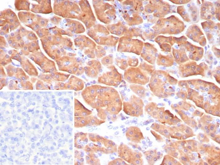 Immunohistochemistry-Paraffin: CLPS Antibody (CLPS/9021) - Azide and BSA Free [NBP3-24278] - Formalin-fixed, paraffin-embedded human pancreas stained with CLPS Antibody (CLPS/9021). Inset: PBS instead of primary antibody; secondary only negative control.