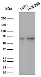 Western blot analysis of T47D & HEK-293 cell lysates using HspA1B antibody (HSPA1B/7627) - Azide and BSA Free.