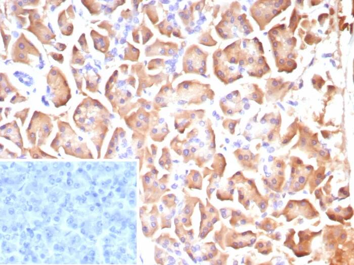Immunohistochemistry-Paraffin: CLPS Antibody (CLPS/9025) - Azide and BSA Free [NBP3-24283] - Formalin-fixed, paraffin-embedded human pancreas stained with CLPS Antibody (CLPS/9025). Inset: PBS instead of primary antibody; secondary only negative control.