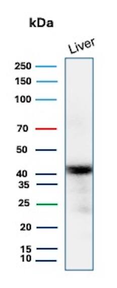 Western blot analysis of human liver lysate using Glutamine Synthetase Antibody (rGLUL/8621) - Azide and BSA Free.