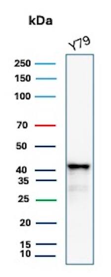 Western blot analysis of Y79 cell lysate using Glutamine Synthetase Antibody (rGLUL/8621) - Azide and BSA Free.