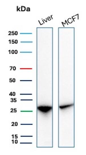 Western Blot Analysis of Liver and MCF7 lysates using HSP27 Antibody (rHSPB1/7298) - Azide and BSA Free.