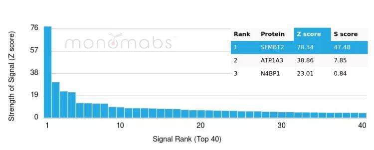 Protein Array: SFMBT2 Antibody (PCRP-SFMBT2-1B7) - Azide and BSA Free [NBP3-24306] - Analysis of Protein Array containing more than 19,000 full-length human proteins using SFMBT2 Antibody (PCRP-SFMBT2-1B7). 