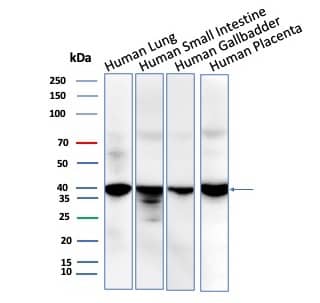 Western Blot Analysis of Human Lung, Small Intestine, Gallbladder, Pancreas tissue lysates using BRAF35 Antibody (BRAF/1323) - Azide and BSA Free.