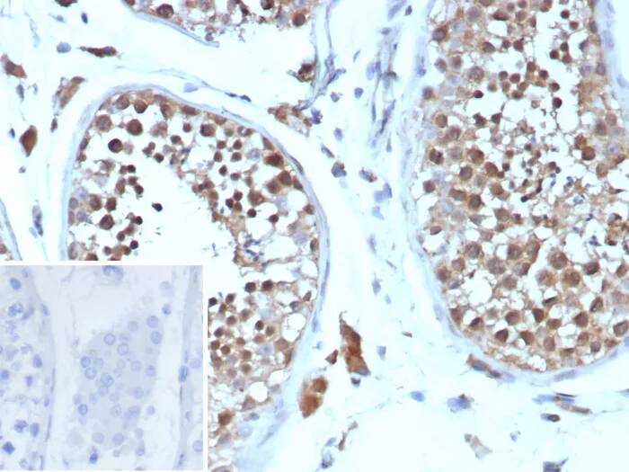 Immunohistochemistry-Paraffin: Cyclin B1 Antibody (CCNB1/9242R) - Azide and BSA Free [NBP3-24309] - Formalin-fixed, paraffin-embedded human testis stained with Cyclin B1 Antibody (CCNB1/9242R). Inset: PBS instead of primary antibody; secondary only negative control.