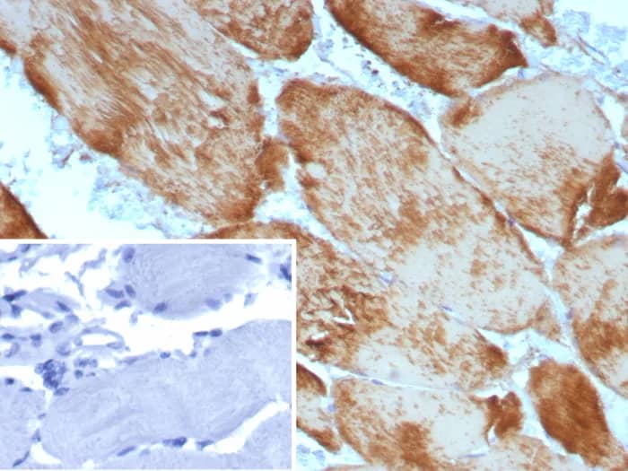 Immunohistochemistry-Paraffin: Actin (Muscle Specific) Antibody (ACTA1/9105R) - Azide and BSA Free [NBP3-24312] - Formalin-fixed, paraffin-embedded human skeletal muscle stained with Actin (Muscle Specific) Antibody (ACTA1/9105R). Inset: PBS instead of primary antibody; secondary only negative control.