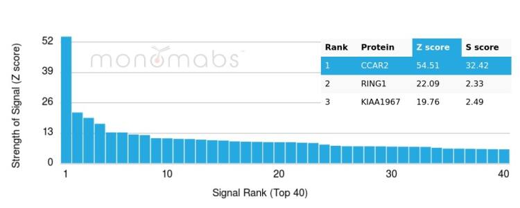 Analysis of Protein Array containing more than 19,000 full-length human proteins using DBC1/p30 antibody (PCRP-KIAA1967-1D10) - Azide and BSA Free