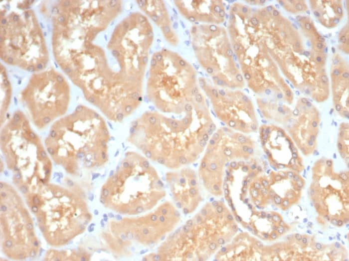 Formalin-fixed, paraffin-embedded human kidney stained with GBX2 antibody (GBX2/7235) - Azide and BSA Free. HIER: Tris/EDTA, pH9.0, 45min. Secondary: HRP-polymer, 30min. DAB, 5min.