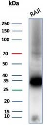 Western blot analysis of Raji cell lysate using CD74 antibody (CLIP/8680R) - Azide and BSA Free.