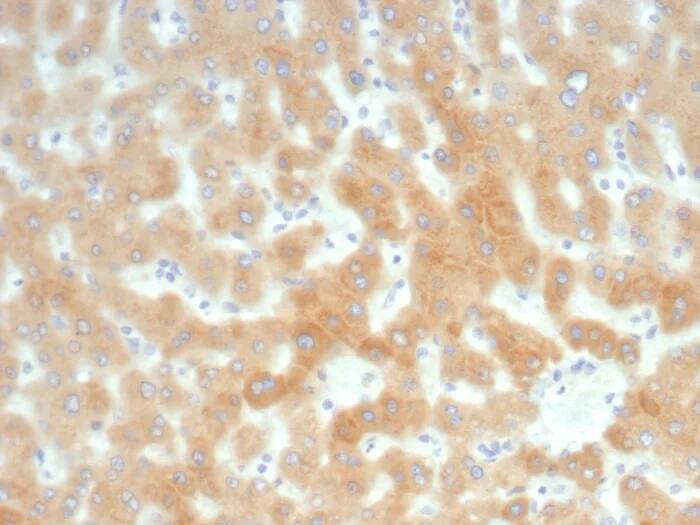 Immunohistochemistry-Paraffin: RBP4/Retinol-Binding Protein 4 Antibody (RBP4/8090R) - Azide and BSA Free [NBP3-24346] - Formalin-fixed, paraffin-embedded human liver stained with RBP4/Retinol-Binding Protein 4 Antibody (RBP4/8090R). HIER: Tris/EDTA, pH9.0, 45min. 2°C: HRP-polymer, 30min. DAB, 5min.
