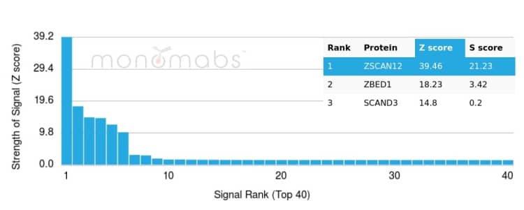 Analysis of Protein Array containing more than 19,000 full-length human proteins using ZNF96 antibody (PCRP-ZSCAN12-1A9) - Azide and BSA Free
