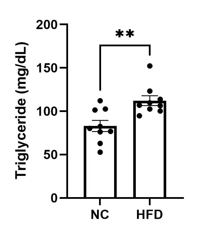 C57BL/6 male mouse were fed with either normal chow or high fat diet for 10 weeks. Serum samples were collected and TG levels determined following manufacture instructions, levels shown as mg/dL. Image from a verified customer review.