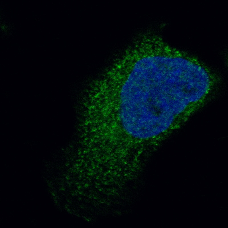 Staining in RH-30 cell line with Anti-TNNT2 monoclonal antibody, showing specific staining of cytosol in green. Microtubule- and nuclear probes are visualized in red and blue respectively (where available).