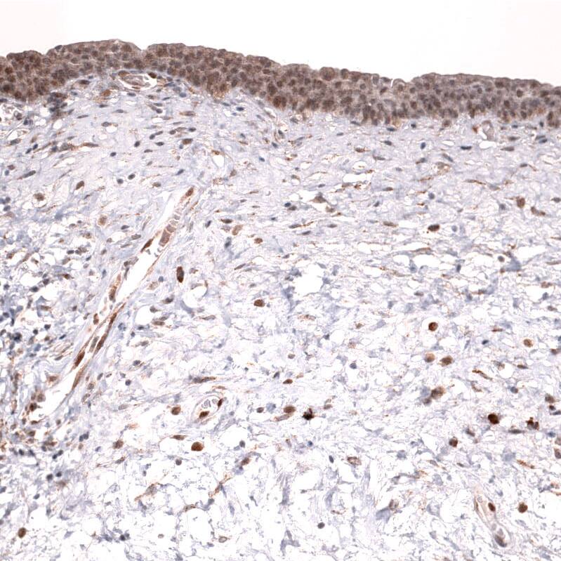 Staining of human urinary bladder shows strong nuclear positivity in urothelial cells.