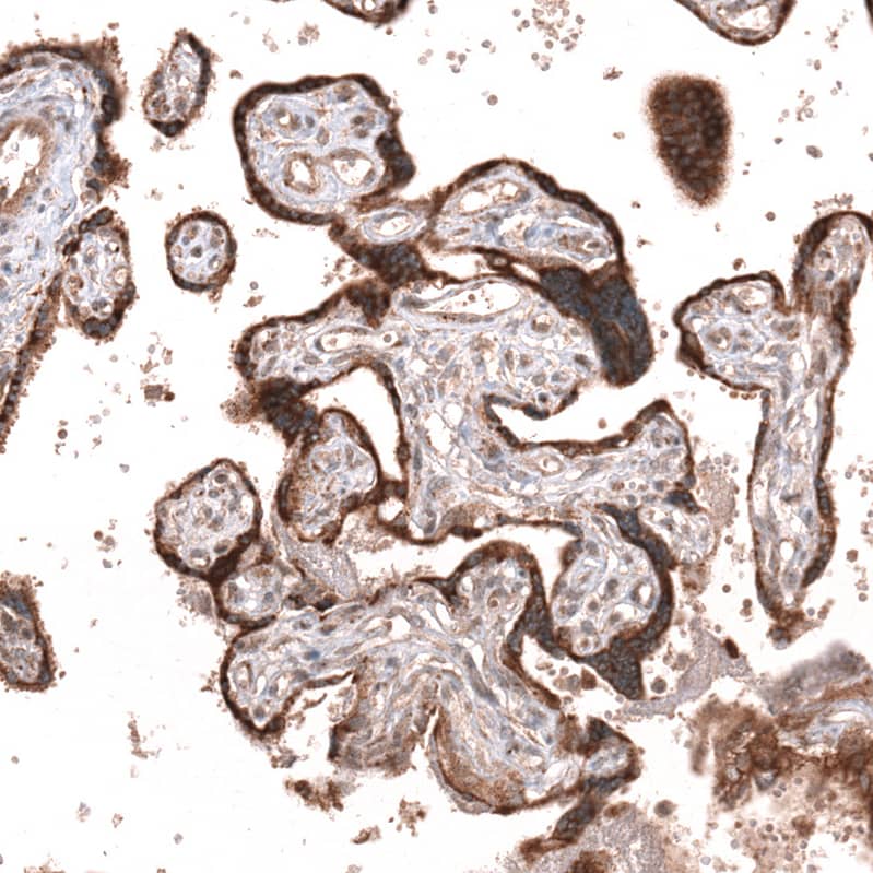 Staining of human placenta shows strong cytoplasmic positivity in trophoblastic cells.