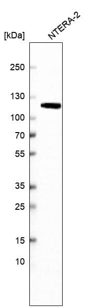 Western blot analysis in human cell line NTERA-2.