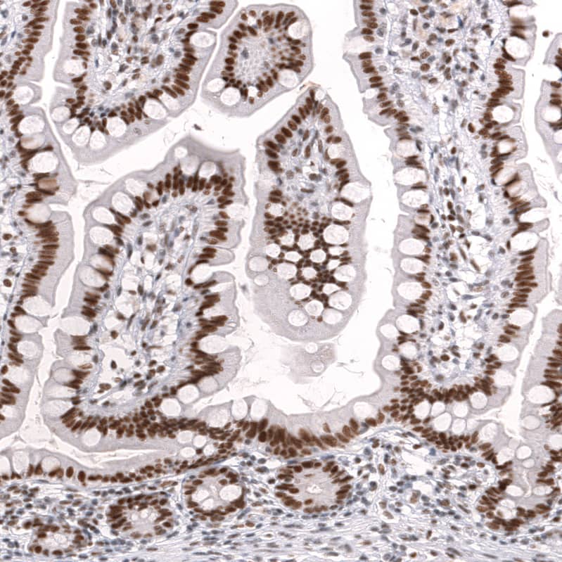 Staining of human small intestine shows strong nuclear positivity in glandular cells.