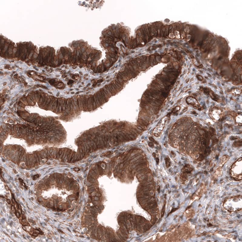 Staining of human fallopian tube shows strong cytoplasmic and membranous positivity in glandular cells.