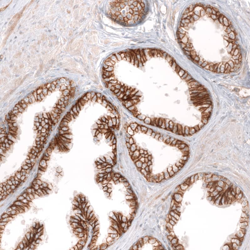 Staining of human prostate shows strong membranous positivity in glandular cells.