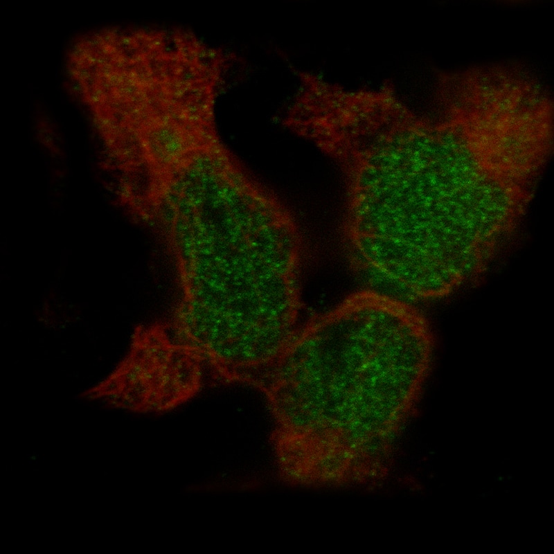 Staining in HEK293 cell line with Anti-BCOR monoclonal antibody, showing specific staining of nucleoplasm in green. Microtubule- and nuclear probes are visualized in red and blue respectively (where available).