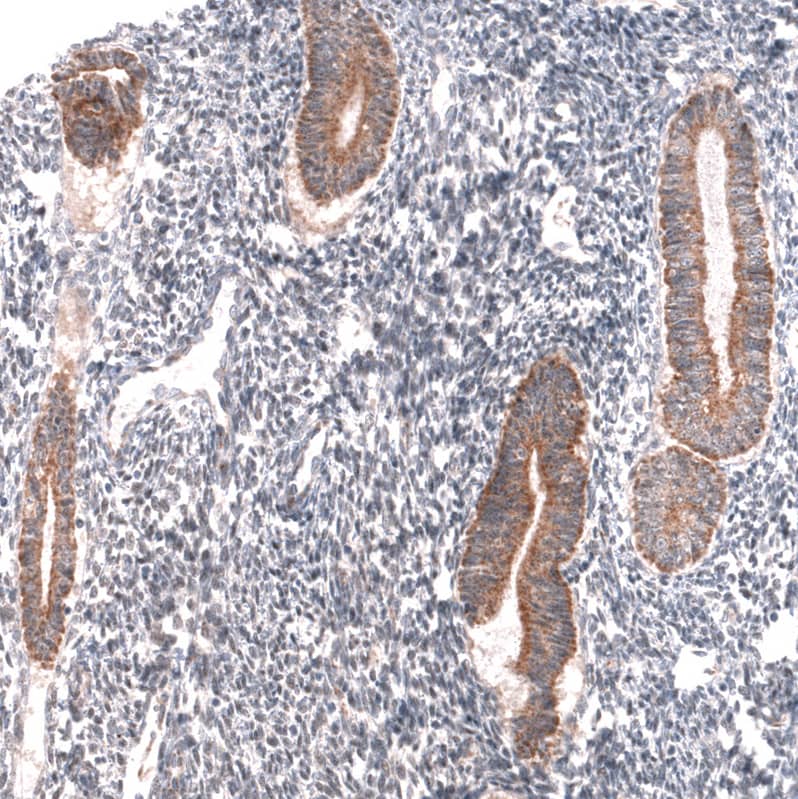 Staining of human endometrium shows moderate cytoplasmic positivity in glandular cells.