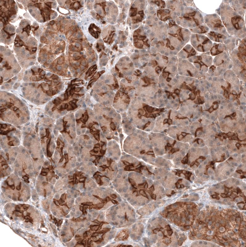 Staining of human pancreas shows strong membranous positivity in exocrine glandular cells.