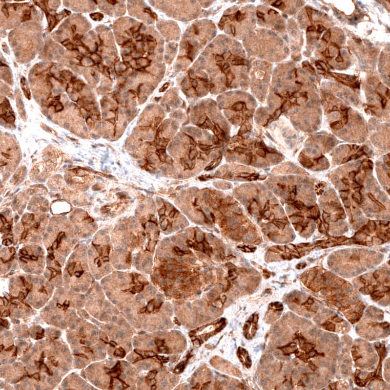 Staining of human pancreas shows strong membranous positivity in exocrine glandular cells.