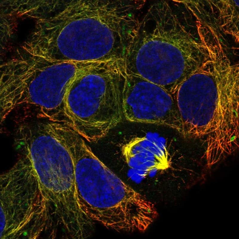 Staining of human cell line Hep-G2 shows localization to microtubules & mitotic spindle.