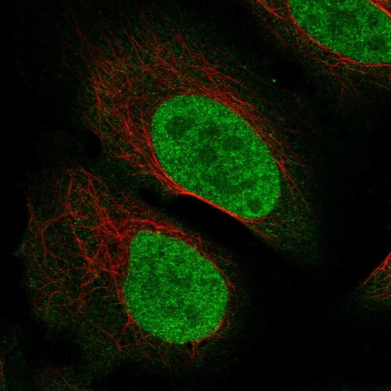 Staining of human cell line U2OS shows localization to nucleoplasm.
