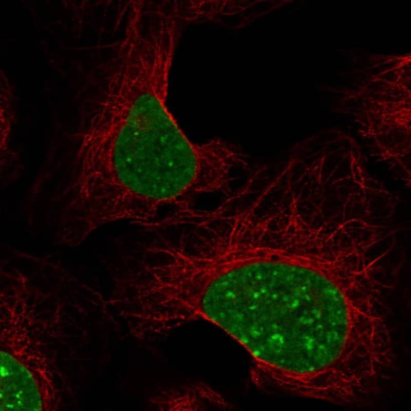 Staining of human cell line U2OS shows localization to nucleoplasm & nuclear bodies.