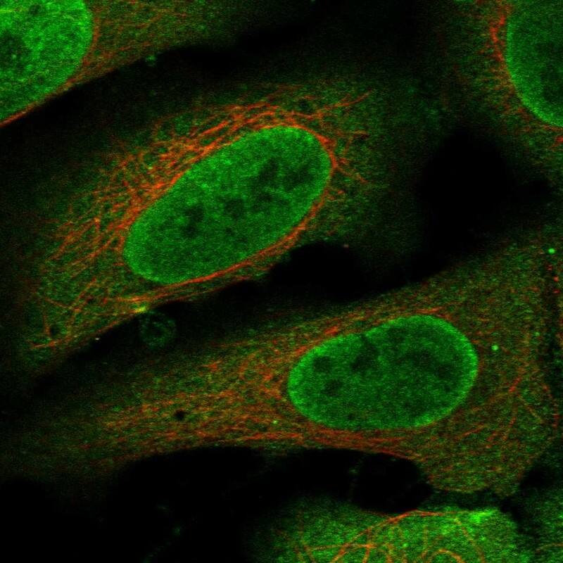 Immunocytochemistry/ Immunofluorescence CCDC110 Antibody - BSA Free
