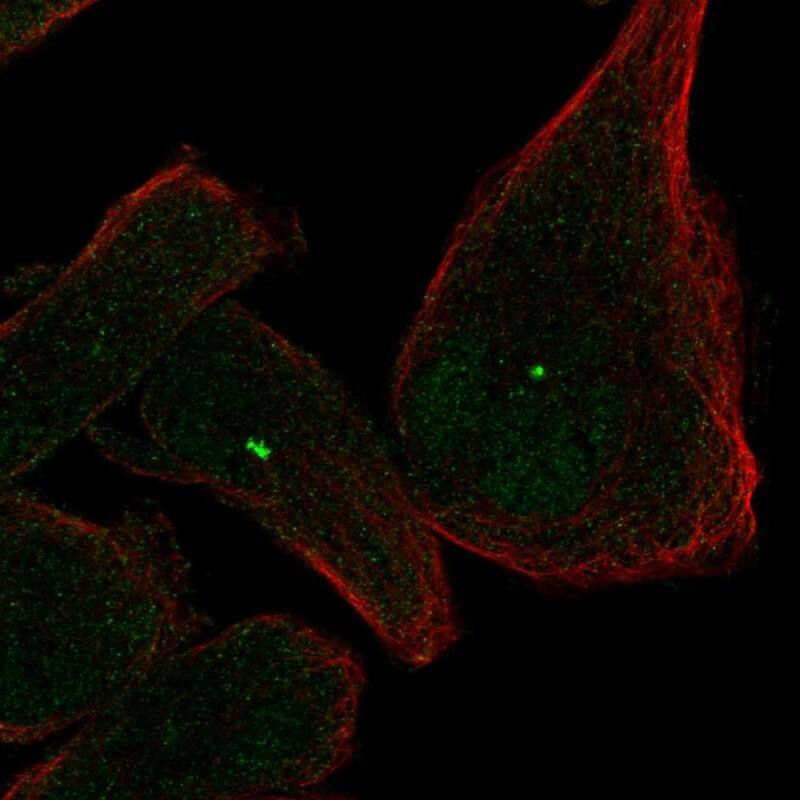Staining of human cell line Rh30 shows localization to nucleoplasm & centrosome.