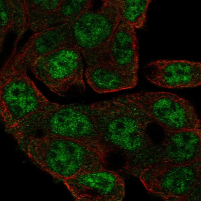 Staining of human cell line OE19 shows localization to nucleoplasm.