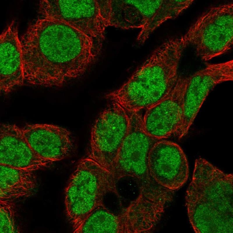 Immunocytochemistry/ Immunofluorescence CDK2AP2 Antibody