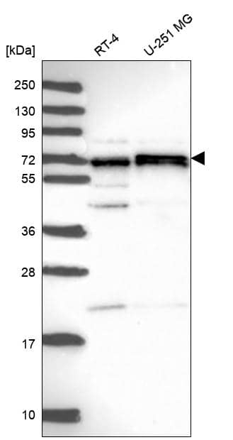 Analysis in human cell line RT-4 and human cell line U-251 MG.