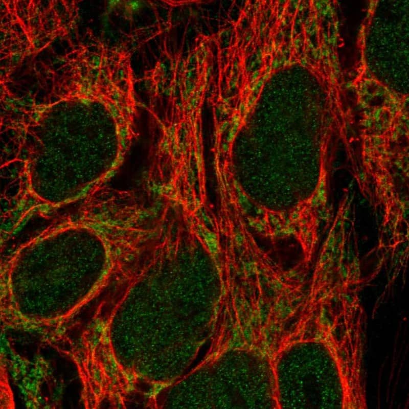 Staining of human cell line CACO-2 shows localization to nucleoplasm & mitochondria.