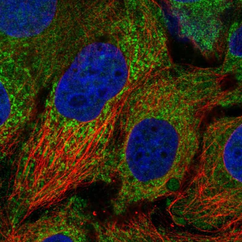 Staining of human cell line CACO-2 shows localization to cytosol & mitochondria.