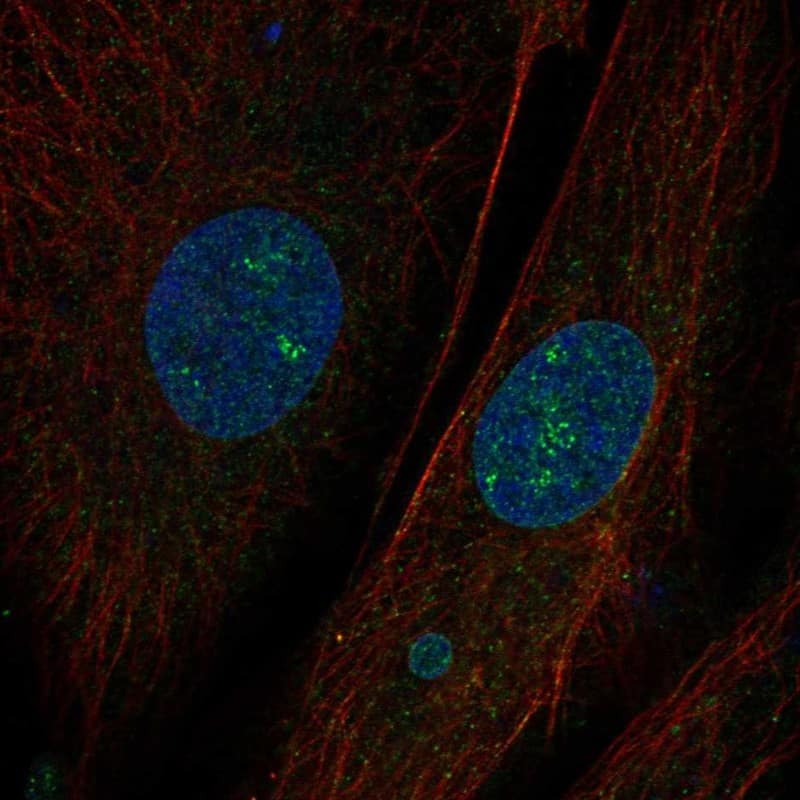 Staining of human cell line BJ [Human fibroblast] shows localization to nucleoli fibrillar center & nuclear membrane.