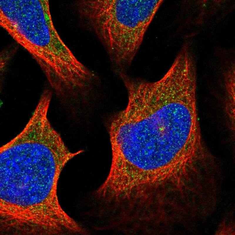 Staining of human cell line U2OS shows localization to centrosome.