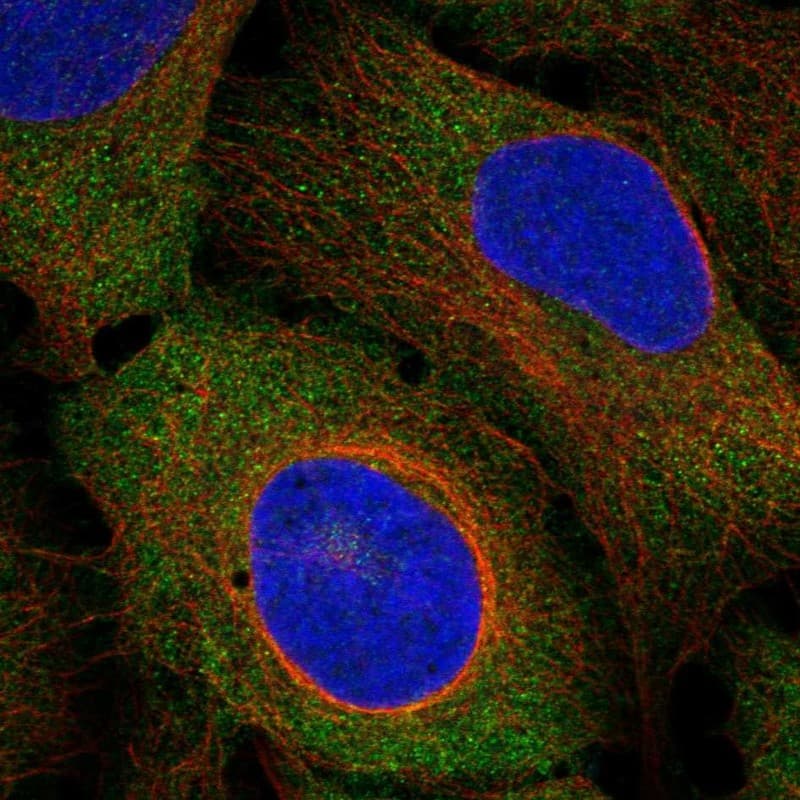 Staining of human cell line U2OS shows localization to cytosol & centrosome.