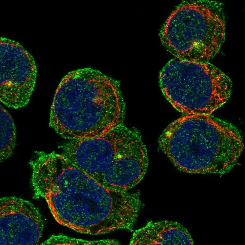 Staining of human cell line HEL shows localization to plasma membrane & centrosome.