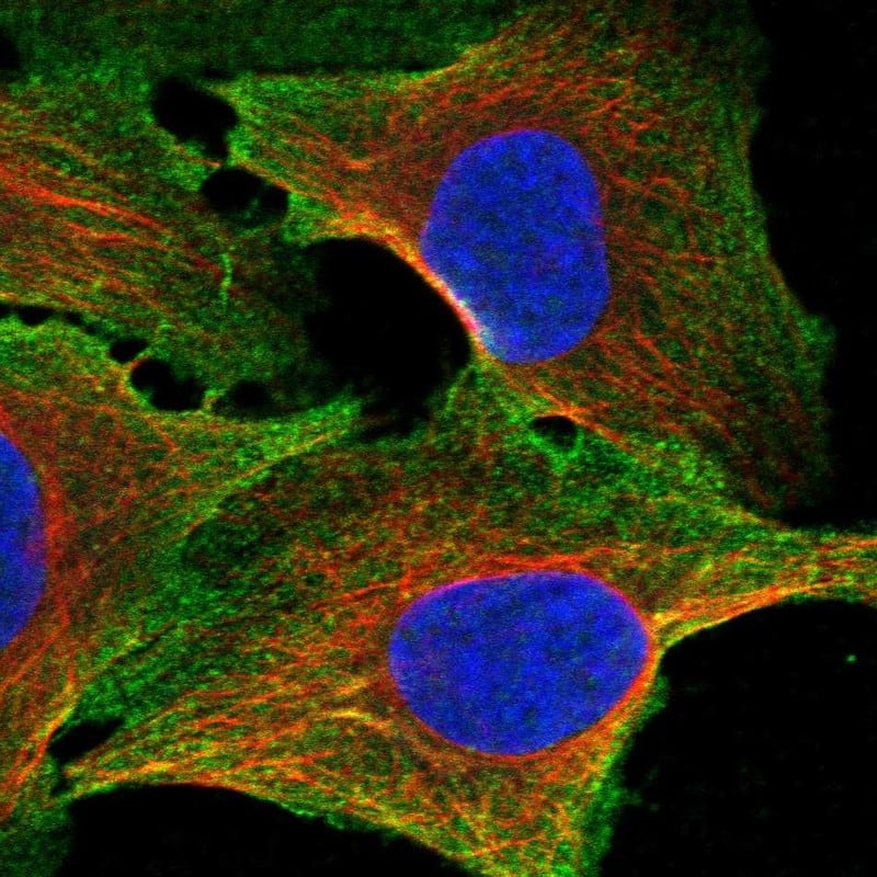 Staining of human cell line U2OS shows localization to plasma membrane.