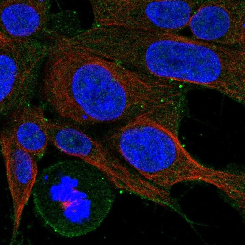 Staining of human cell line HAP1 shows localization to plasma membrane.