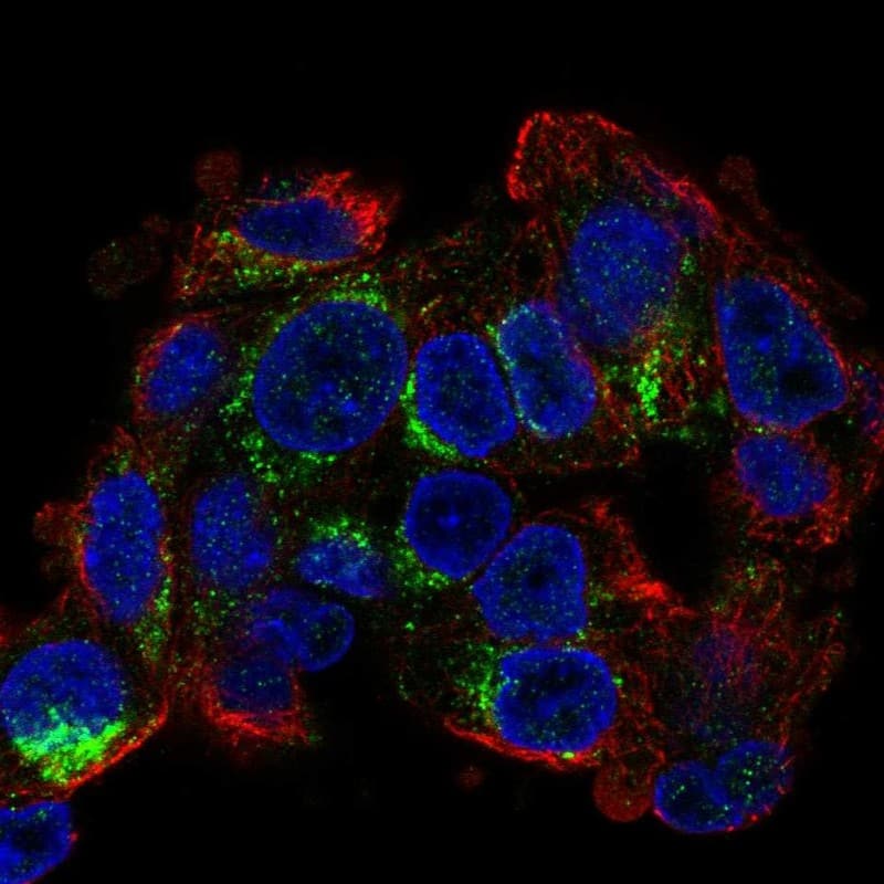 Immunocytochemistry/ Immunofluorescence CIDEB Antibody - BSA Free