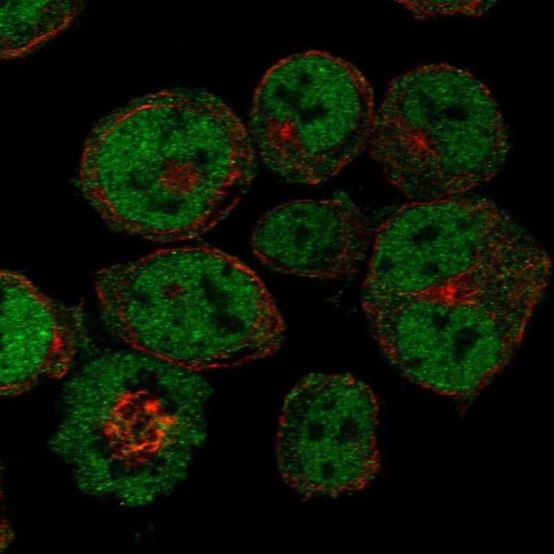 Staining of human cell line HEL shows localization to nucleoplasm & cytosol.