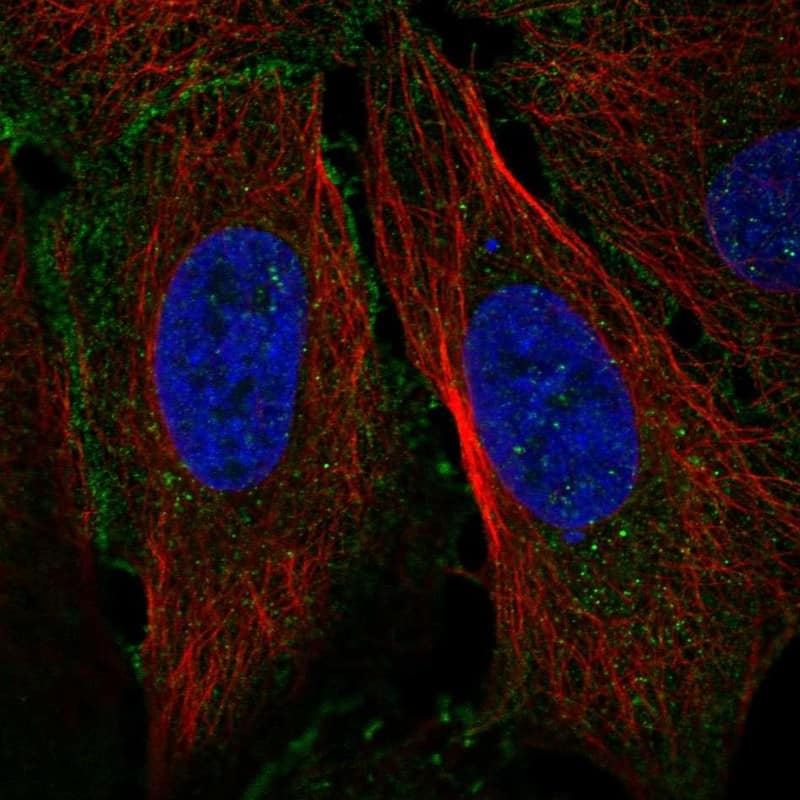 Staining of human cell line U2OS shows localization to plasma membrane.