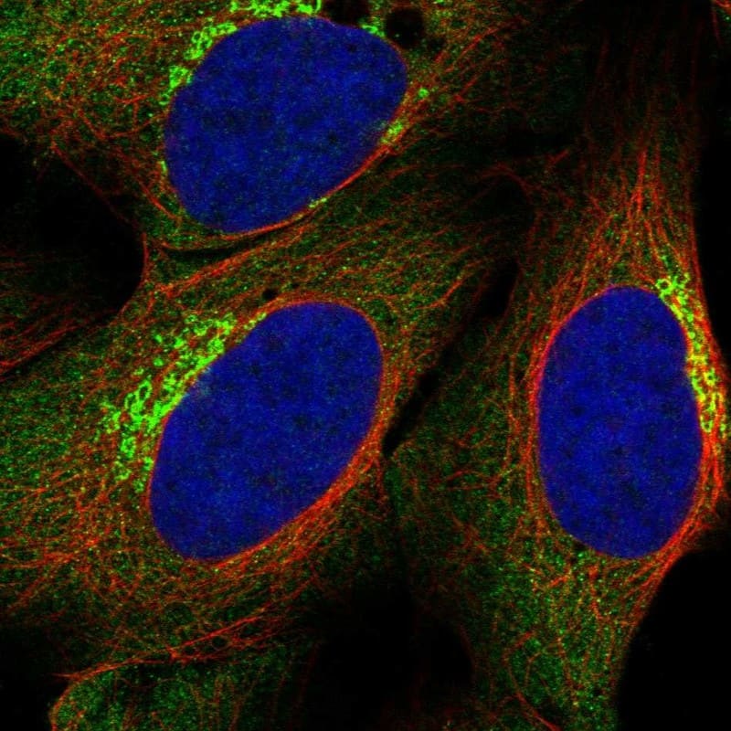 Staining of human cell line U2OS shows localization to cytosol & the Golgi apparatus.