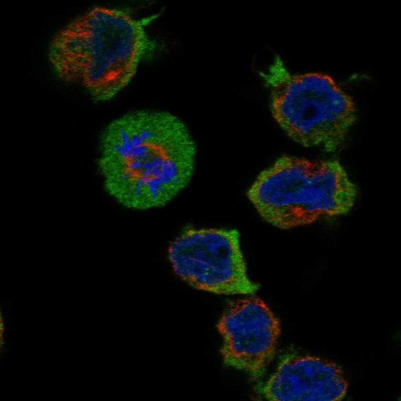Staining of human cell line THP-1 shows localization to plasma membrane & cytosol.