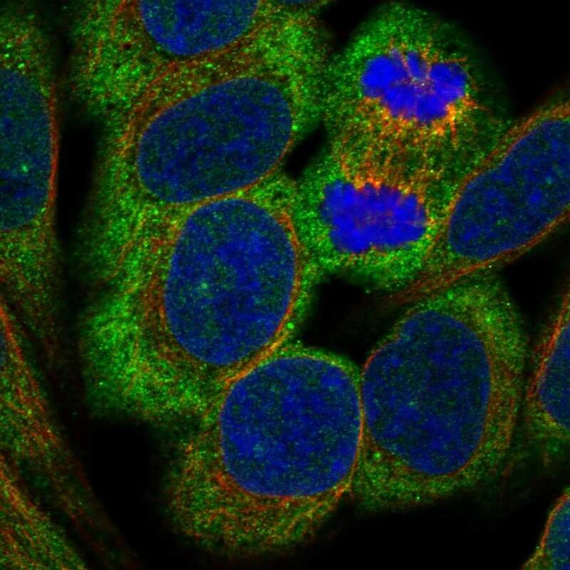 Immunocytochemistry/ Immunofluorescence CSMD3 Antibody - BSA Free
