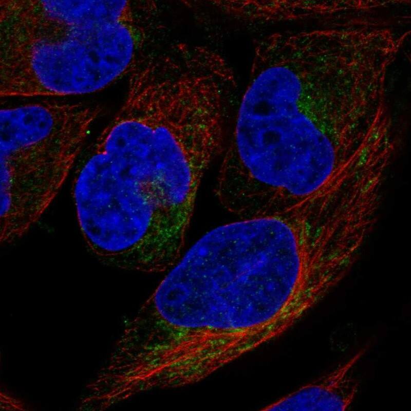 Staining of human cell line Rh30 shows localization to mitochondria.